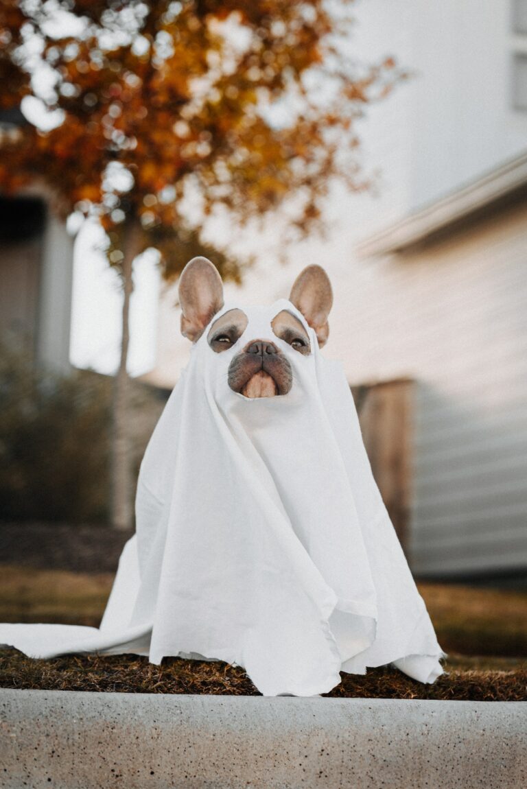 Ensuring a Safe Halloween For Your Dog