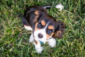 Choosing the perfect dog: Selecting the right dog breed