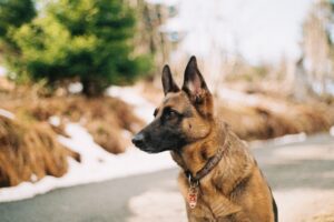 Understanding canine behavior: Navigating Aggression and Reactivity