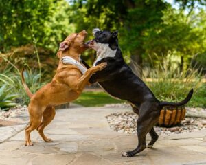 Understanding Canine Behavior: Navigating Aggression and Reactivity in Dogs