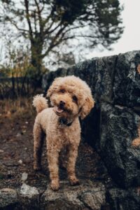Choosing the perfect dog: Selecting the right dog breed 
