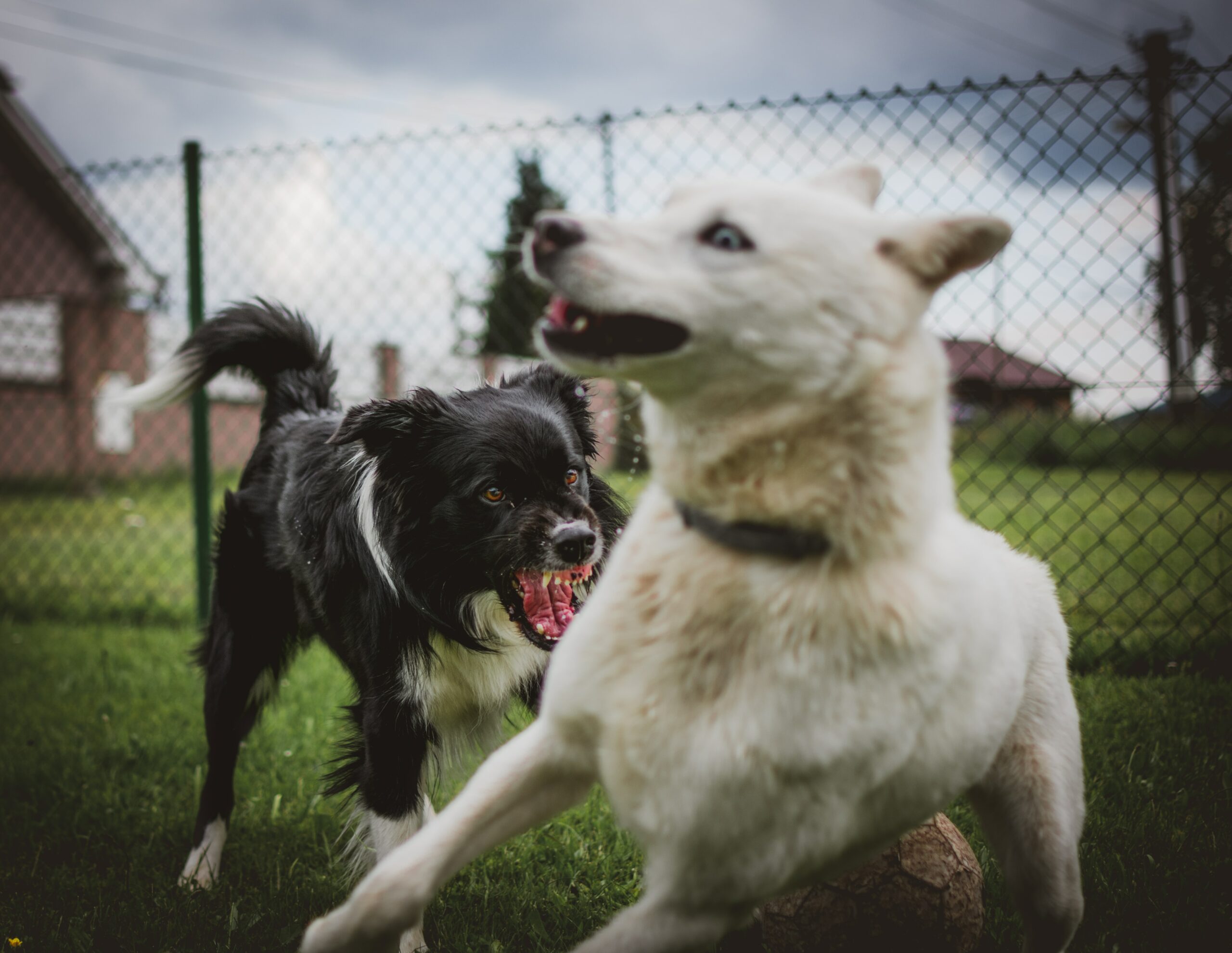 Understanding canine behavior: Navigating Aggression and Reactivity- Exploring the causes, signs, triggers, training techniques, and the importance of seeking professional help for managing these behaviors in dogs.