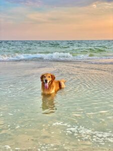 Essential Tips for Keeping Your Dog Safe in Hot Weather