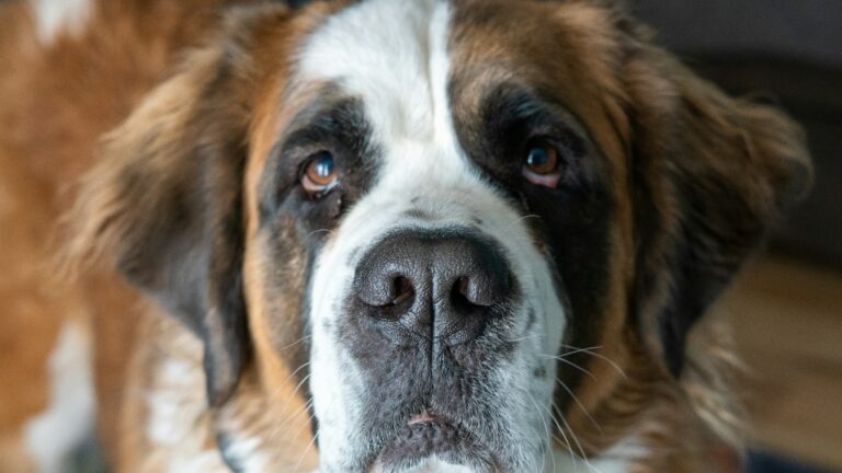 Preventing Bloat in Dogs: Understanding, Recognizing, and Taking Action