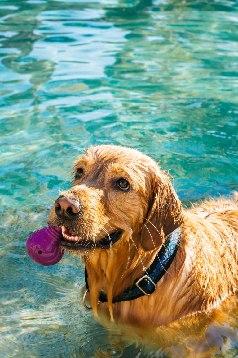 The Ultimate Guide to Water Safety for Your Canine Companion