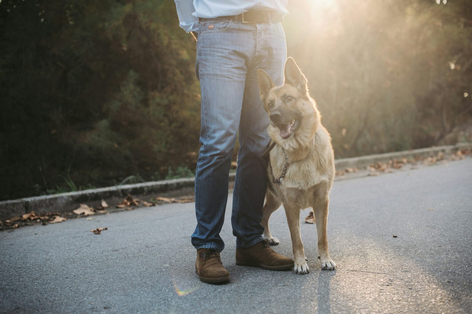 Obedience Training A Stronger Bond with Your Canine Companion