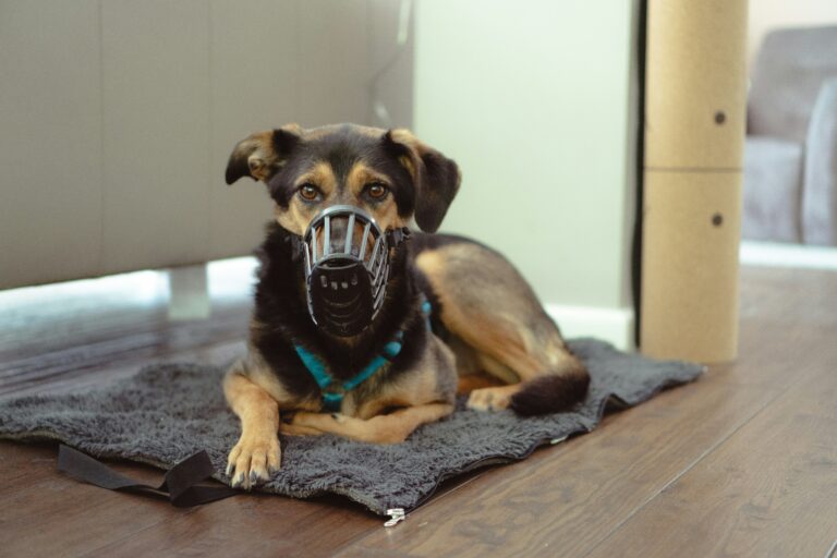 Muzzle Conditioning: A Guide to Safely Training Your Dog
