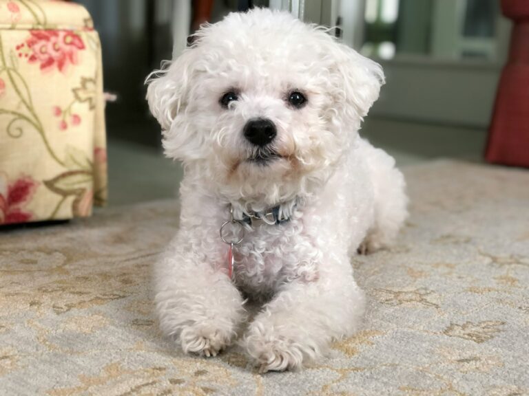 7 Commands Every Dog Should Know