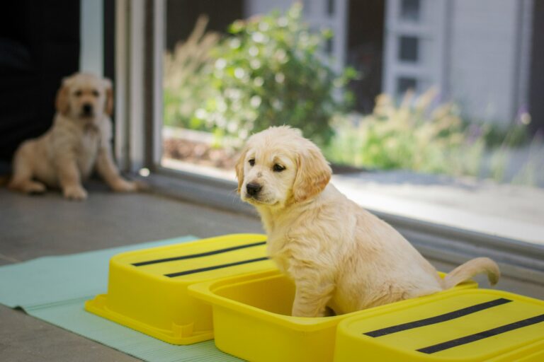 4 Guidelines to Follow: Positive Reinforcement Potty Training