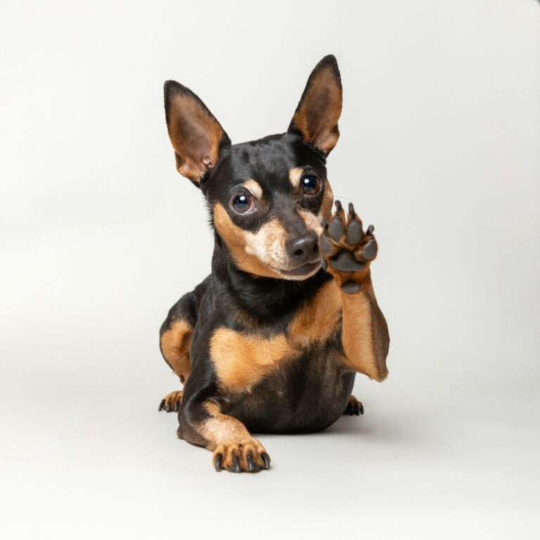 5 Steps to Building Your Dogs Confidence
