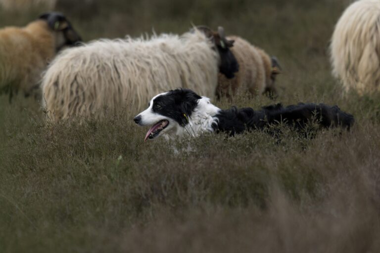 3 Ways to Use Your Dogs Natural Instincts in Training