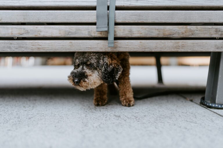 5 Signs of Fear in Dogs and How Training Helps