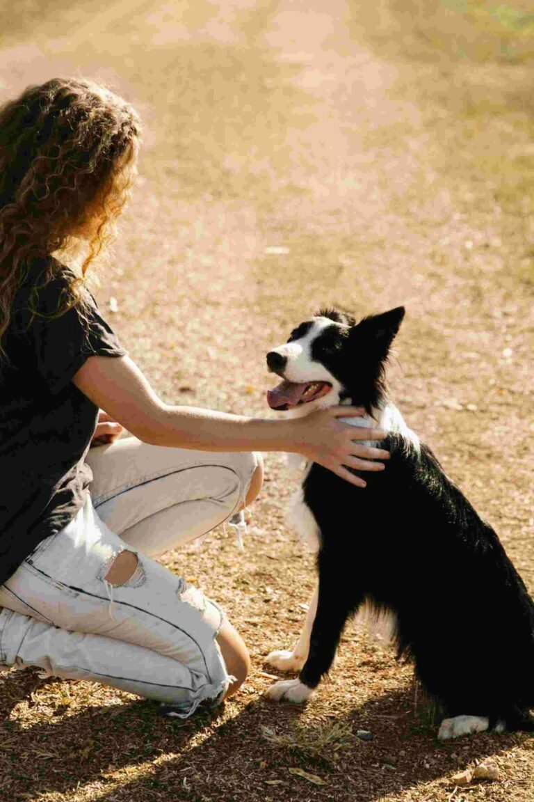 More Than 3 Tips to Protect Your Dogs Space