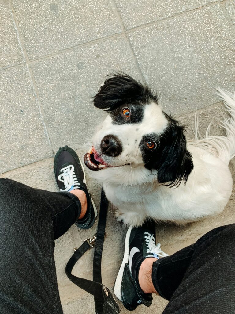 3 Basic Commands to Help Build a Rescue Dogs Confidence