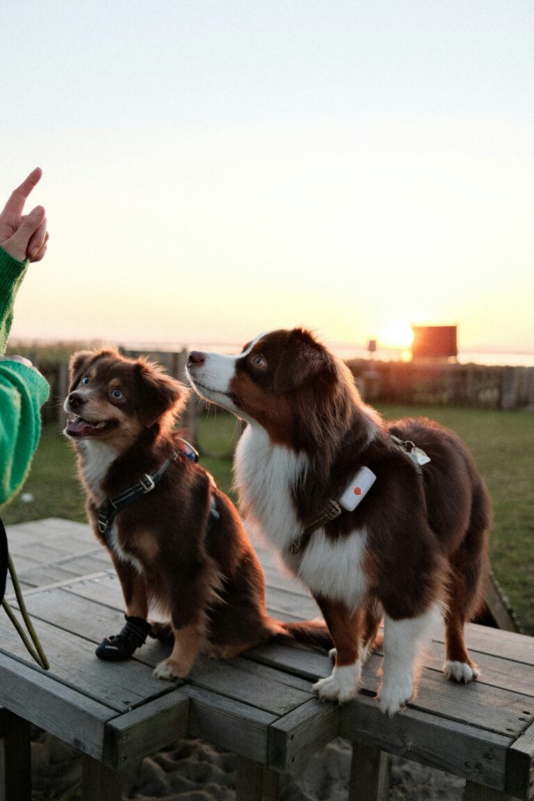 4 Benefits of Training Your Dog with Hand Signals