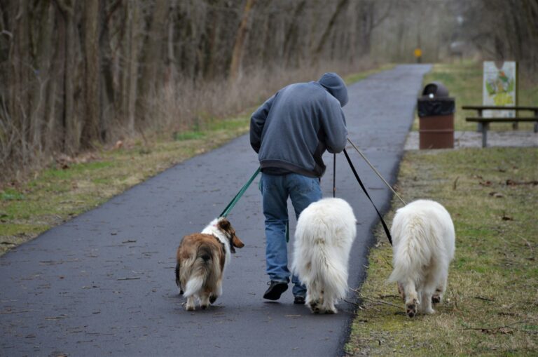 4 Benefits of Pack Walks in Dog Training