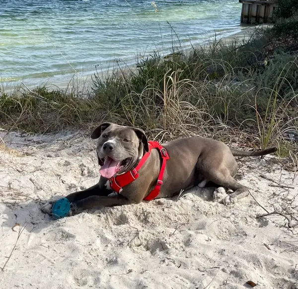 Atticus’s Story: Helping a Teenage Pup Find His Inner Gentleman