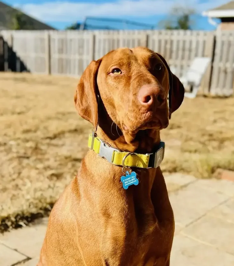 Willie’s Story: A High-Energy Pup Transformed Through Off Leash K9 Training 30A