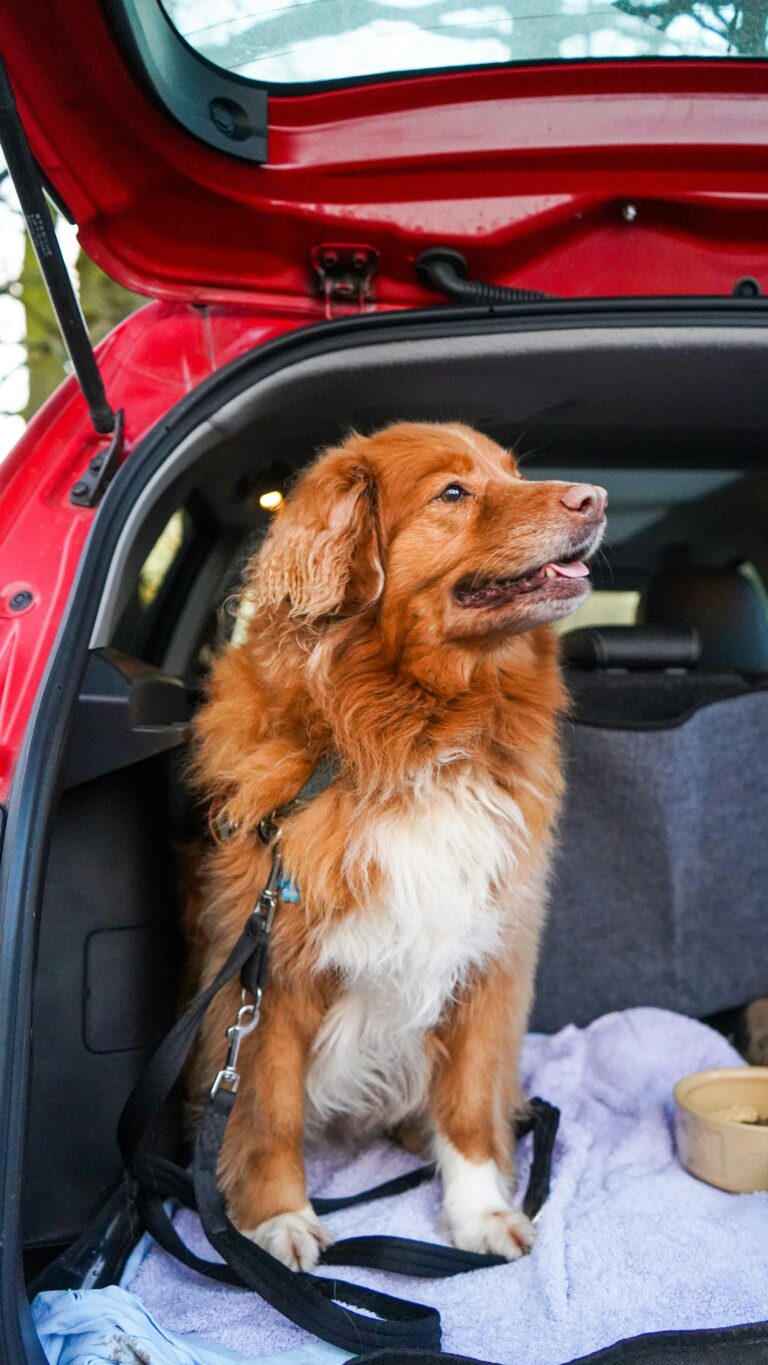 Holidays: 7 Ways to Reduce Car Ride Stress for Fido