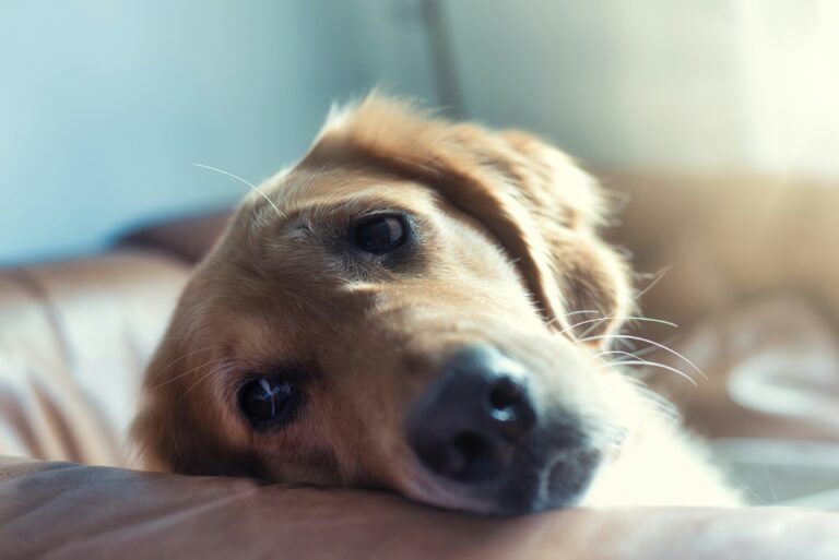 Close-up of a light-colored dog resting its head on a sofa, looking at the camera.