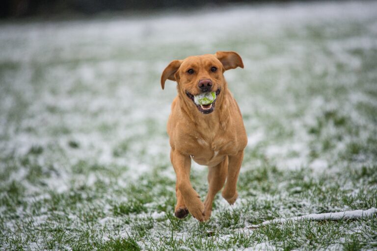 Play Based Training With Your Dog: 5 Types