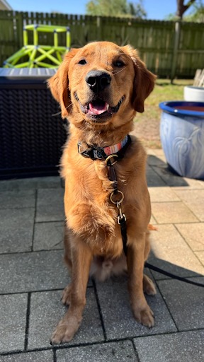Dog_Golden_Retriever_Training
