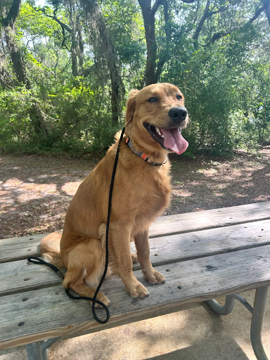 Dog_Success_Stories_30A