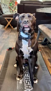 Pit_Bull_Board_and_Train