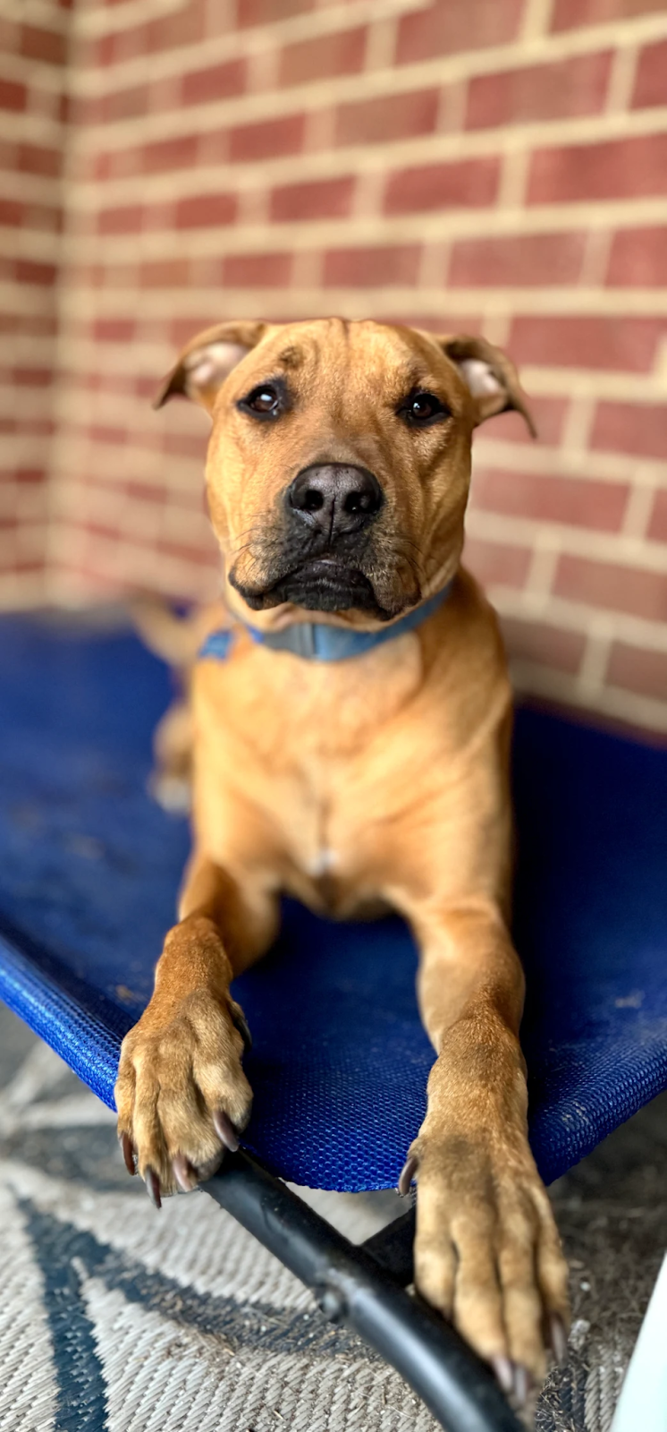 Dog Trained in Santa Rosa Beach