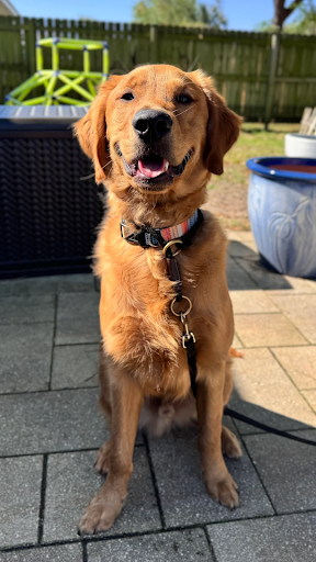 leo_golden_retriever_training_journey_on_30a