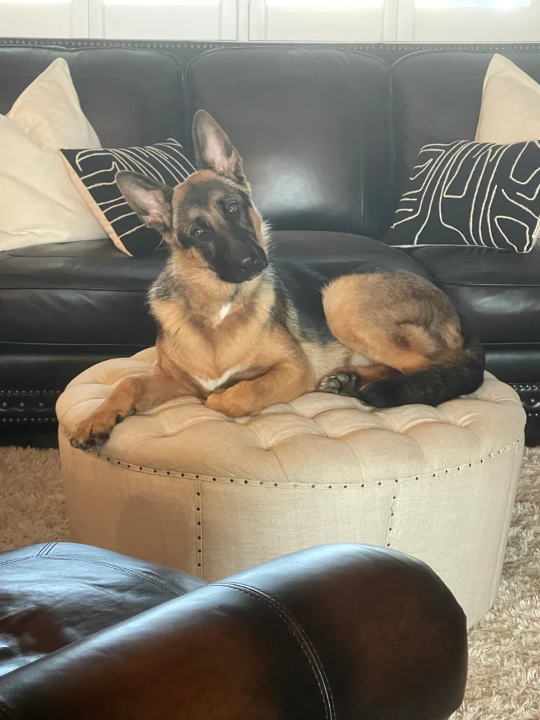 King, a 7-month-old German Shepherd, practicing reliable obedience and polite manners during a 2-week dog training program on 30A.