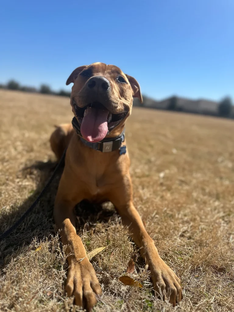 Rudy, a 10-month-old mixed-breed puppy, practicing loose-leash walking and obedience cues during a 2-week dog training program on 30A.