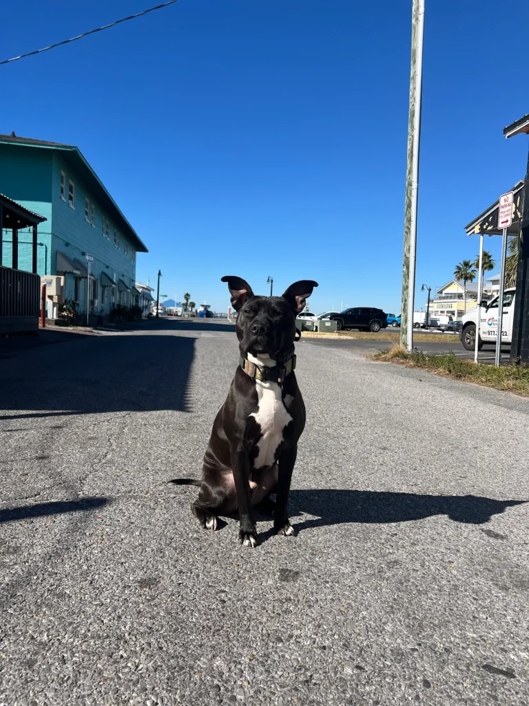 Beau practicing focused obedience commands and reliable listening during a 2-week dog training program in Santa Rosa Beach, FL.