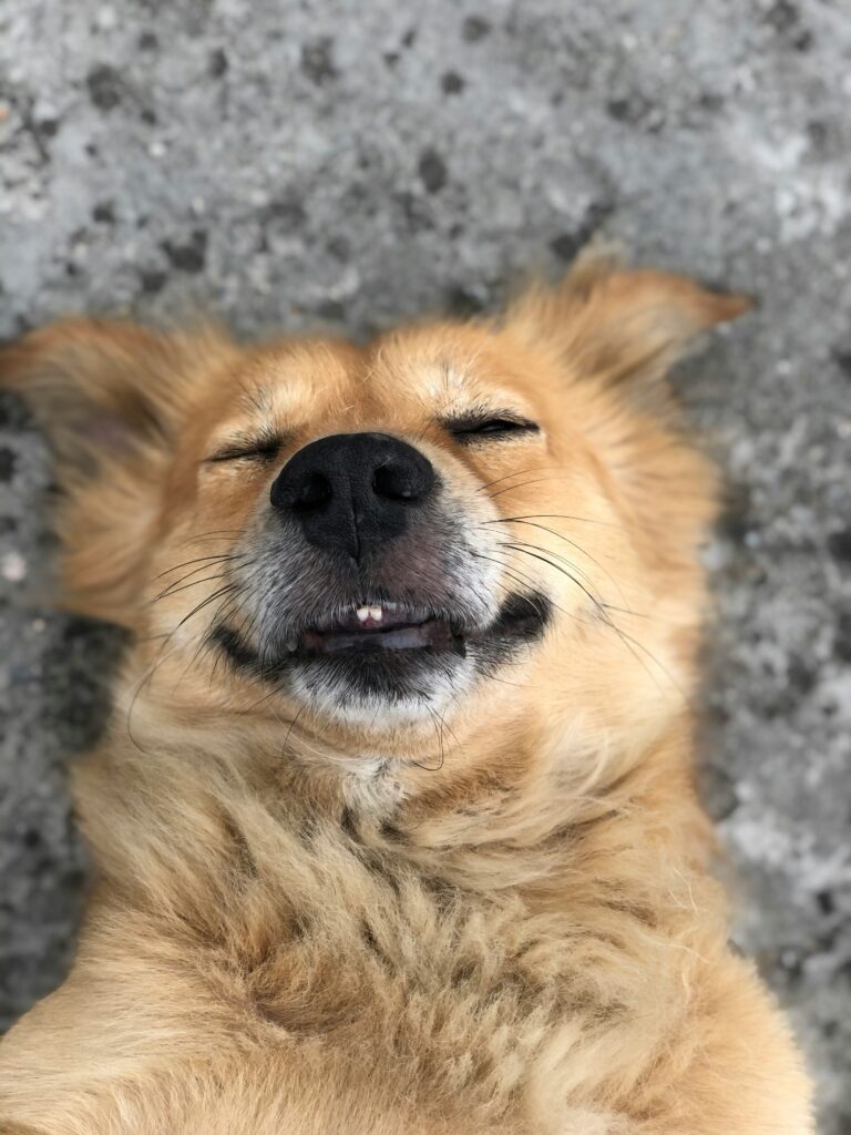 Reinforcing Positive Mindset, Understanding Your Dog