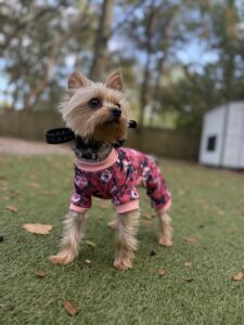 Puppy training 101 well-behaved pup Yorkie wearing pink outfit standing outdoors