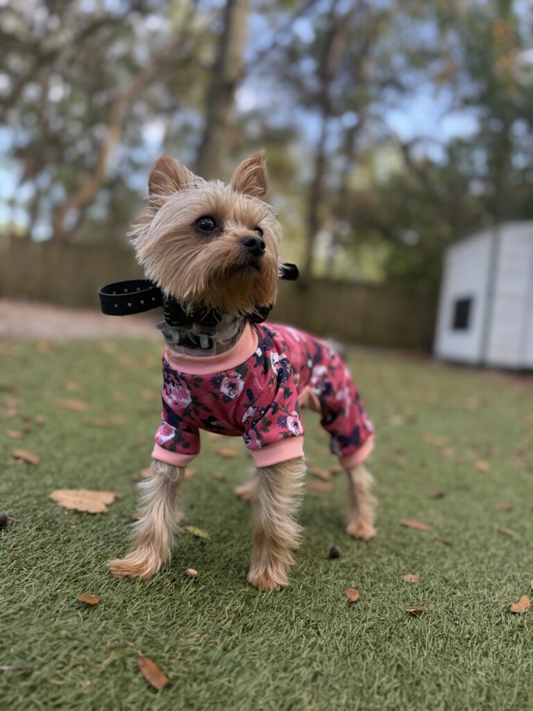Puppy training 101 well-behaved pup Yorkie wearing pink outfit standing outdoors