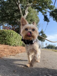 Small dog pulling on leash during outdoor walk