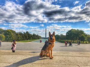 Dog enjoying structured daycare enrichment in Santa Rosa CA with trainer