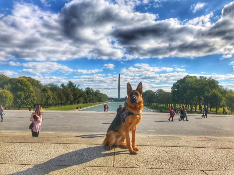 Dog enjoying structured daycare enrichment in Santa Rosa CA with trainer