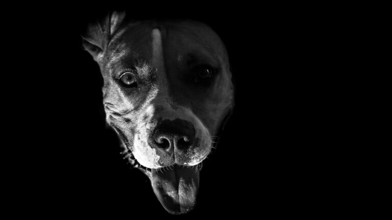 Fear Or Aggression: More Than 2 Ways to Tell