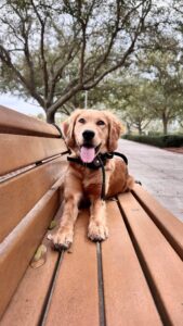 Golden retriever on bench for dog recall training