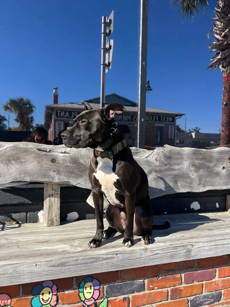 Beau practicing better focus and commands in Santa Rosa Beach, FL