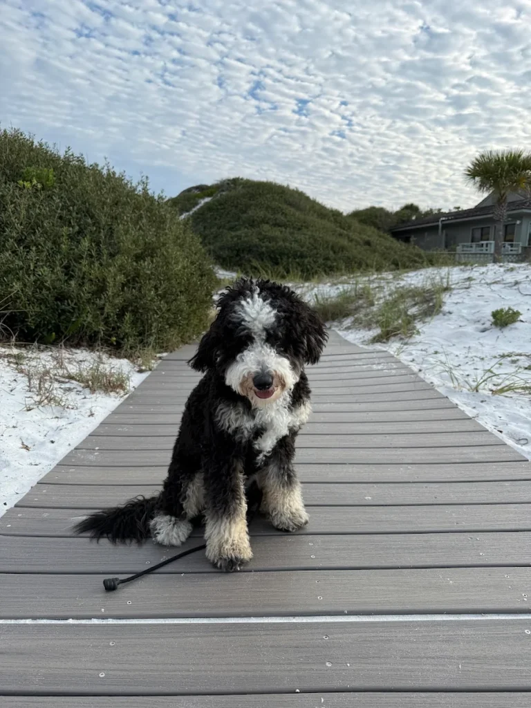 Duke practicing better behavior and communication in Santa Rosa Beach, FL