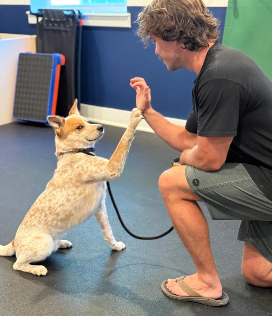 Koa practicing obedience around dogs in Santa Rosa Beach, FL
