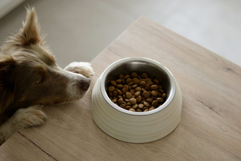 Food Manners for Fido 101: Prevent Begging