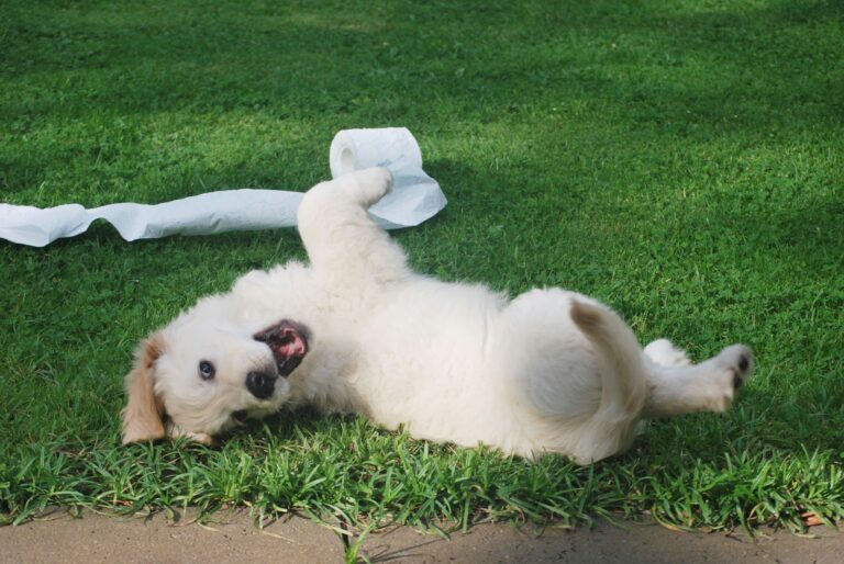 How Long Does it take to Potty Train A Dog