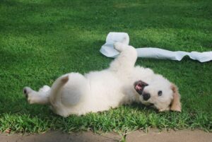 Dog training Freeport FL for puppy obedience practice