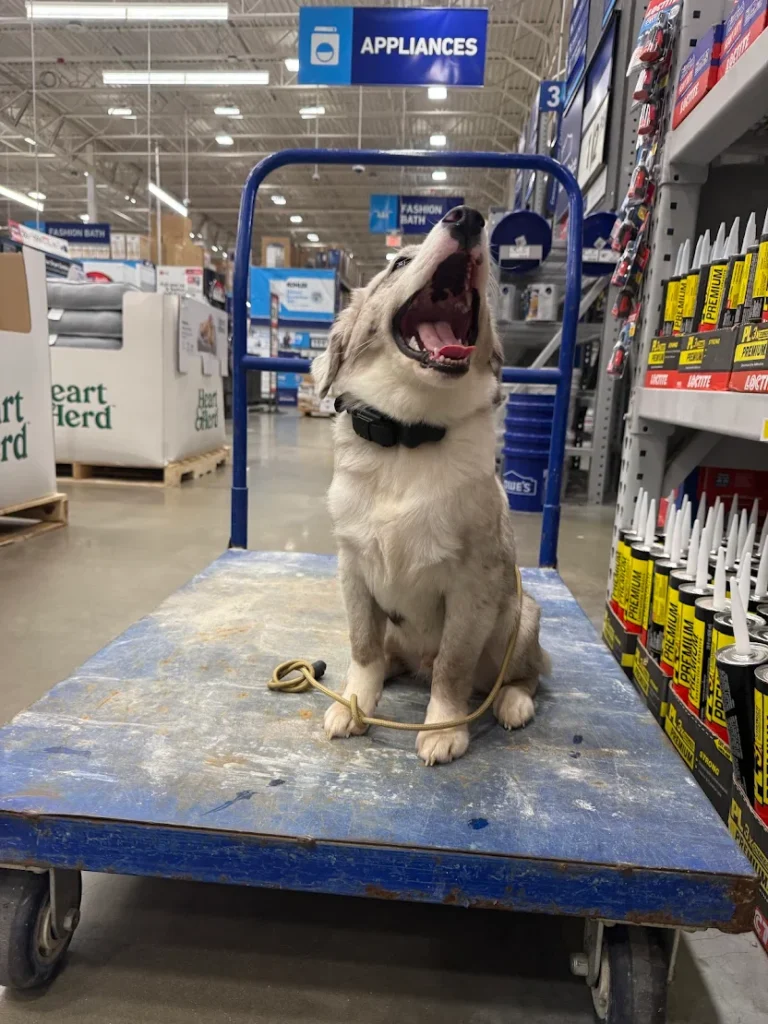 Bluey, an Aussie puppy, improved obedience skills, manners, and owner communication through training with Allison in Santa Rosa, FL.