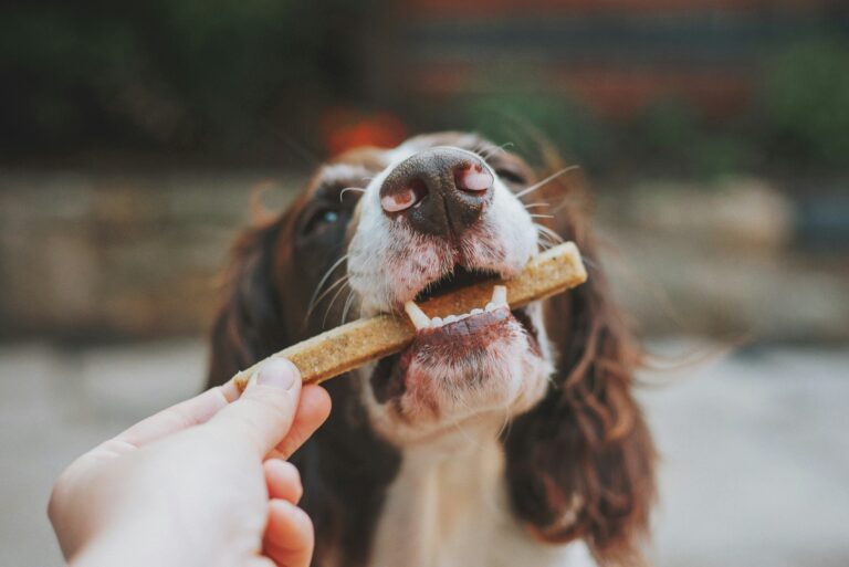 More Than 1 Type of Reward in Dog Training