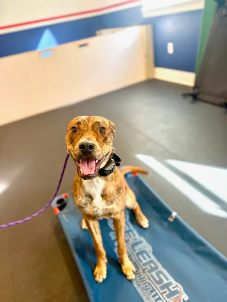 Snoop improved obedience, behavior, and household manners through professional training with Logan in Santa Rosa, FL.